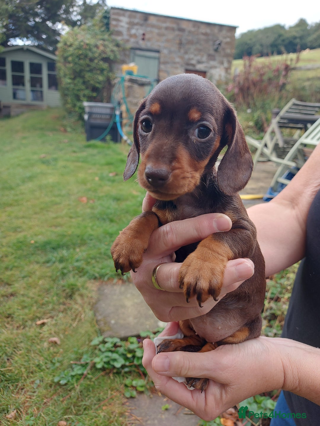 Miniature Dachshund dogs for sale: Beautiful litter of 6 true to type miniature pups. - Image 12