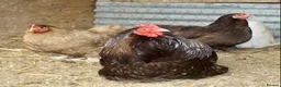 Chickens poultry for sale: CHOCOLATE PEKIN BANTAM HATCHING EGGS in Chichester - Advert 1