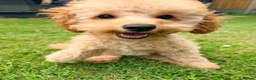 Toy Poodle dogs for sale: 1 boy available healthtested beautiful toy poodle  - Advert 3