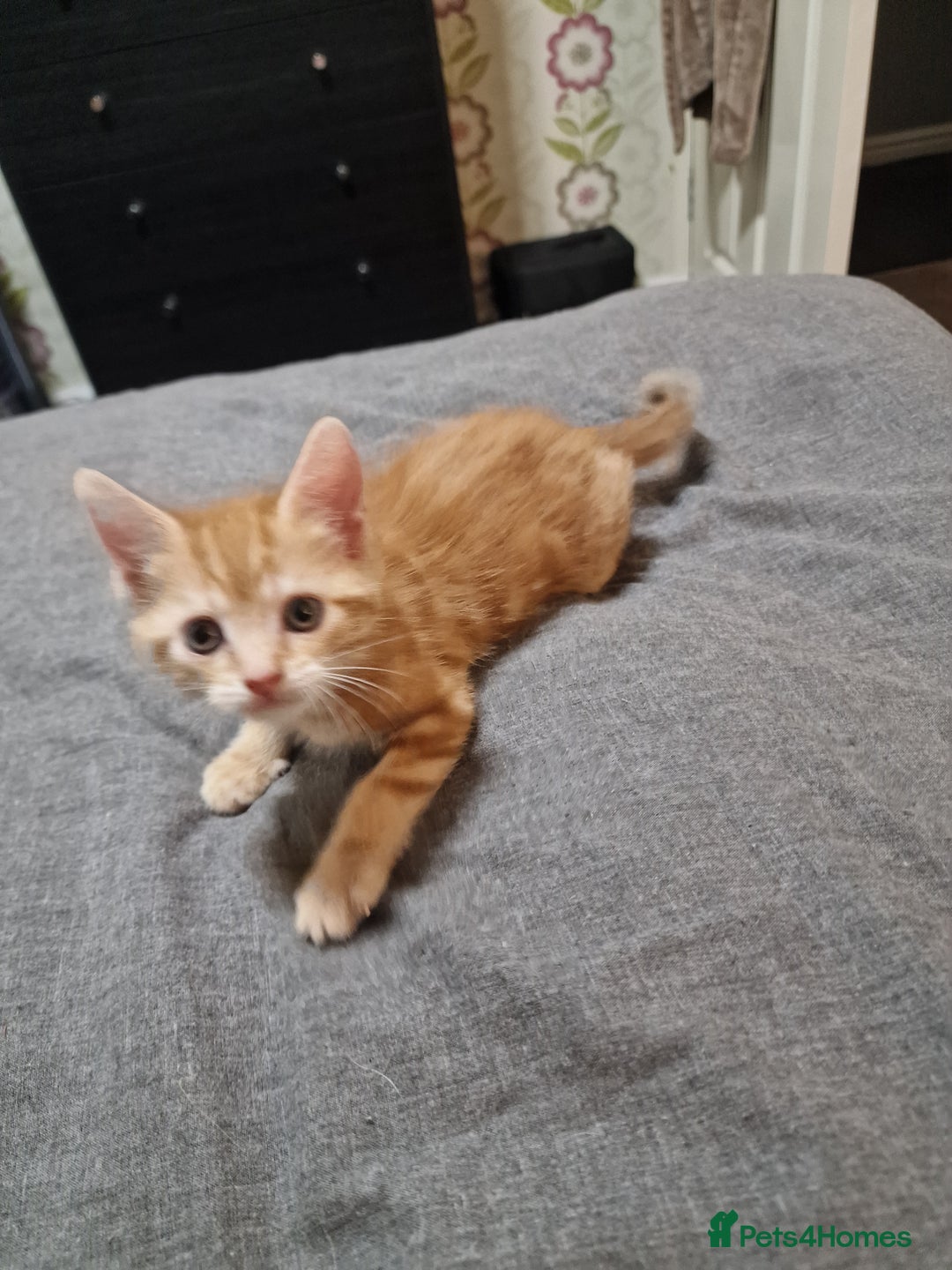 Mixed Breed cats for sale: Ginger kittens - Image 3