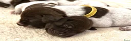 German Shorthaired Pointer dogs for sale: 🐾KC Registered German Shorthaired Pointer Puppies - Advert 4