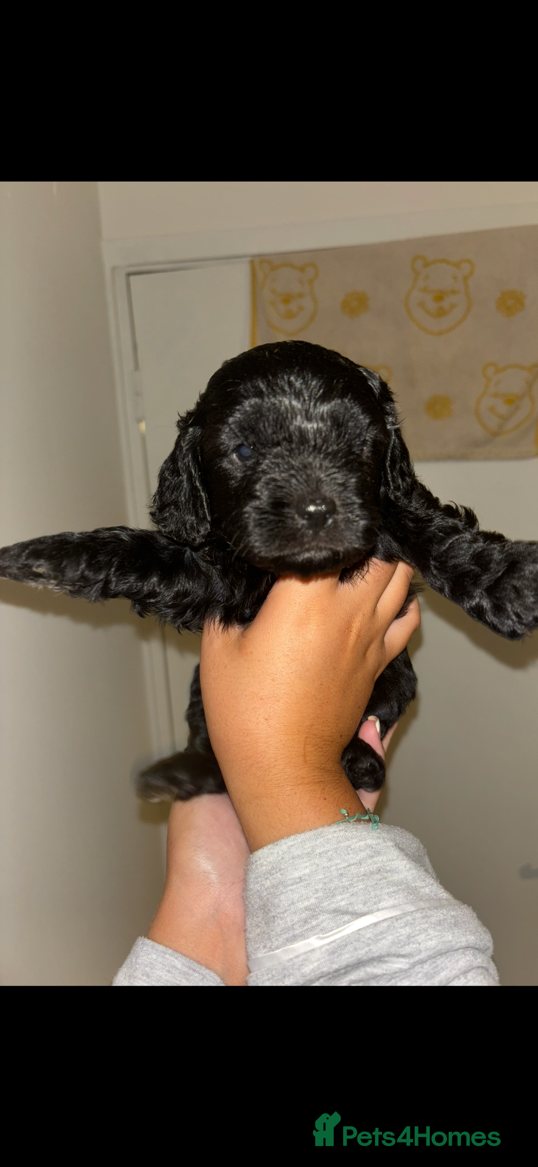 Cavapoo dogs for sale: 6 gorgeous extensively health tested cavapoo’s - Image 6