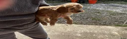 Cavapoo dogs for sale: Beautiful Cavapoo puppy in Dumfries - Advert 10