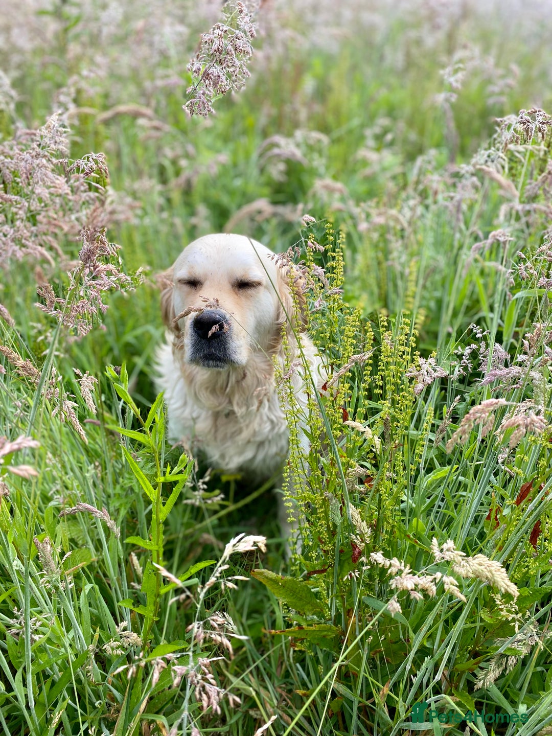 Golden Retriever dogs for sale: Beautiful and fluffy Golden Retriever puppies - Advert 21