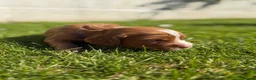 Cocker Spaniel dogs for sale: Gorgeous Cocker Spaniel puppies.  - Advert 9