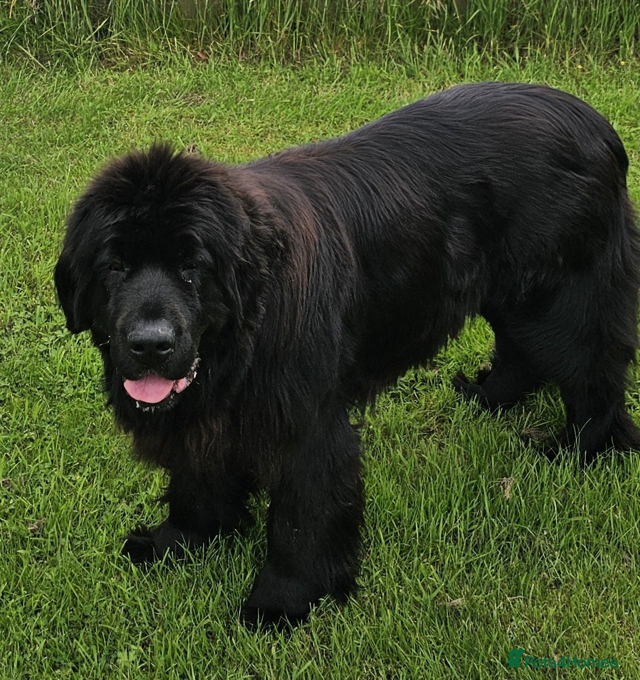 Newfoundland dogs Newfoundland Puppies - Advert 1