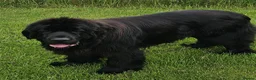 Newfoundland dogs for sale: Newfoundland Puppies in Carluke - Advert 1