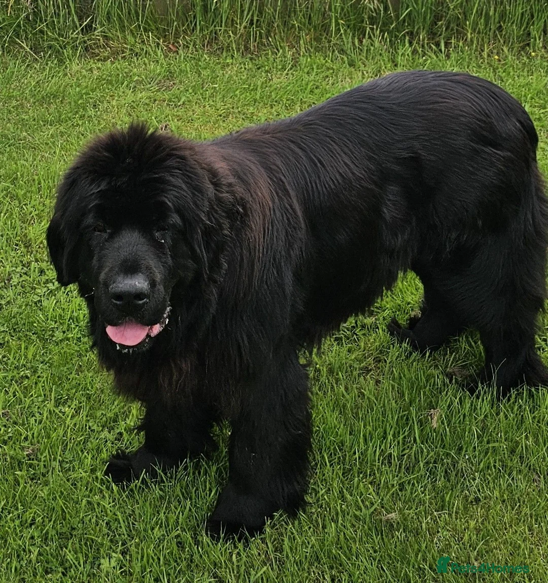 Newfoundland dogs for sale: Newfoundland Puppies in Carluke - Advert 1