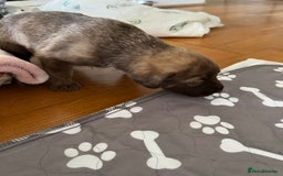 Mixed Breed dogs for sale: Staffy x Australian Kelpie  - Image 16