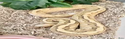 Python Snake reptiles for sale: 4 friendly Ball Royal Python for sale - Advert 4