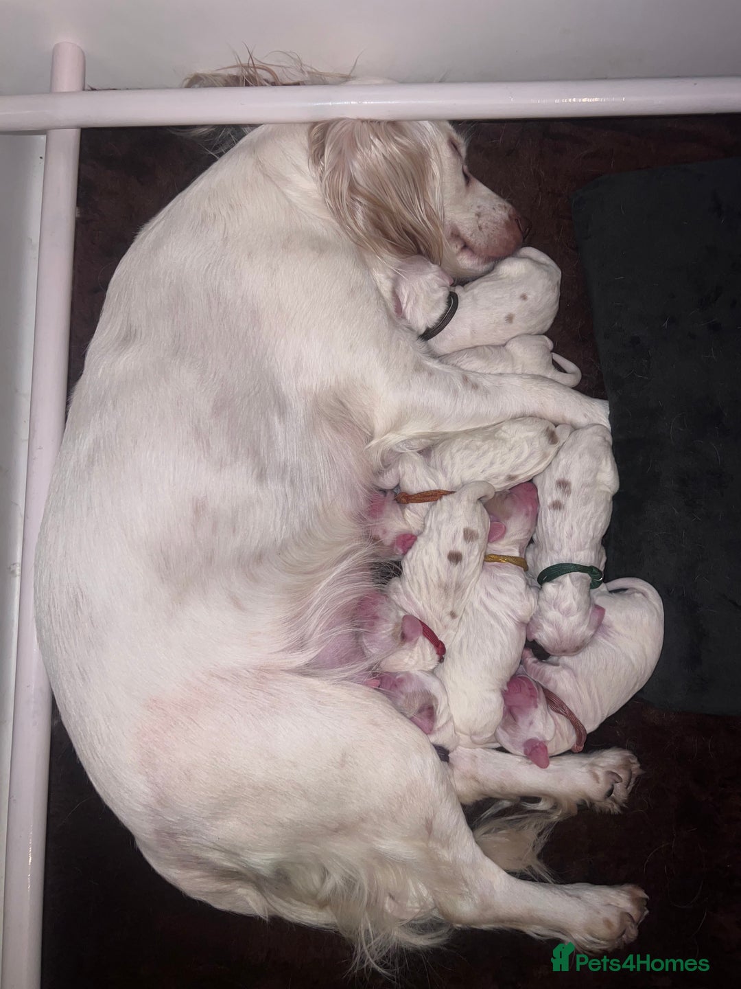 Cocker Spaniel dogs for sale: Cocker Spaniel Puppies - Advert 12