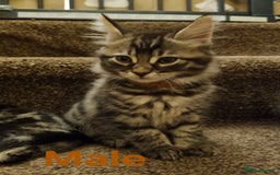 Maine Coon cats for sale: Beautiful fluffy Maine coon cross Kittens - Image 6