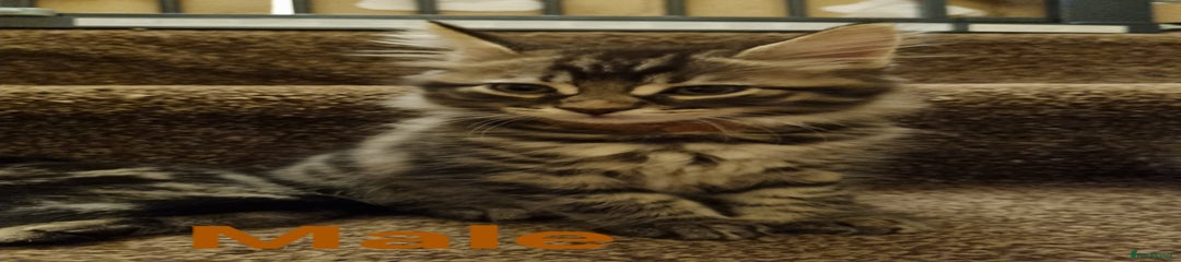 Maine Coon Kitten Brown Collar