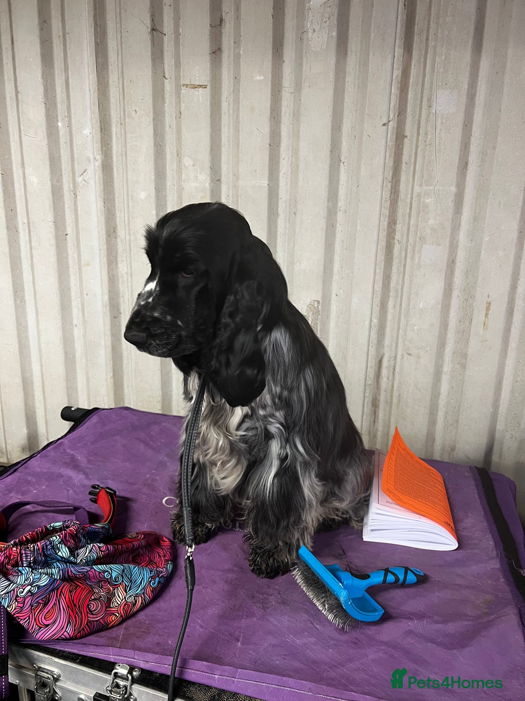 Cocker Spaniel dogs for stud: STUD - Show Cocker Spaniel - Advert 2