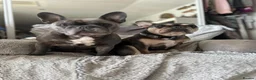 French Bulldog dogs for sale: Frenchie Mother & Daughter(To Be Rehomed Together) - Advert 5