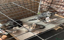 Mixed Breed cats for sale: Bengal cross kittens - Image 8