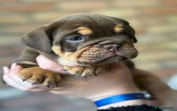 Mixed Breed dogs for sale: Bulldog de Bordeaux  - Image 4