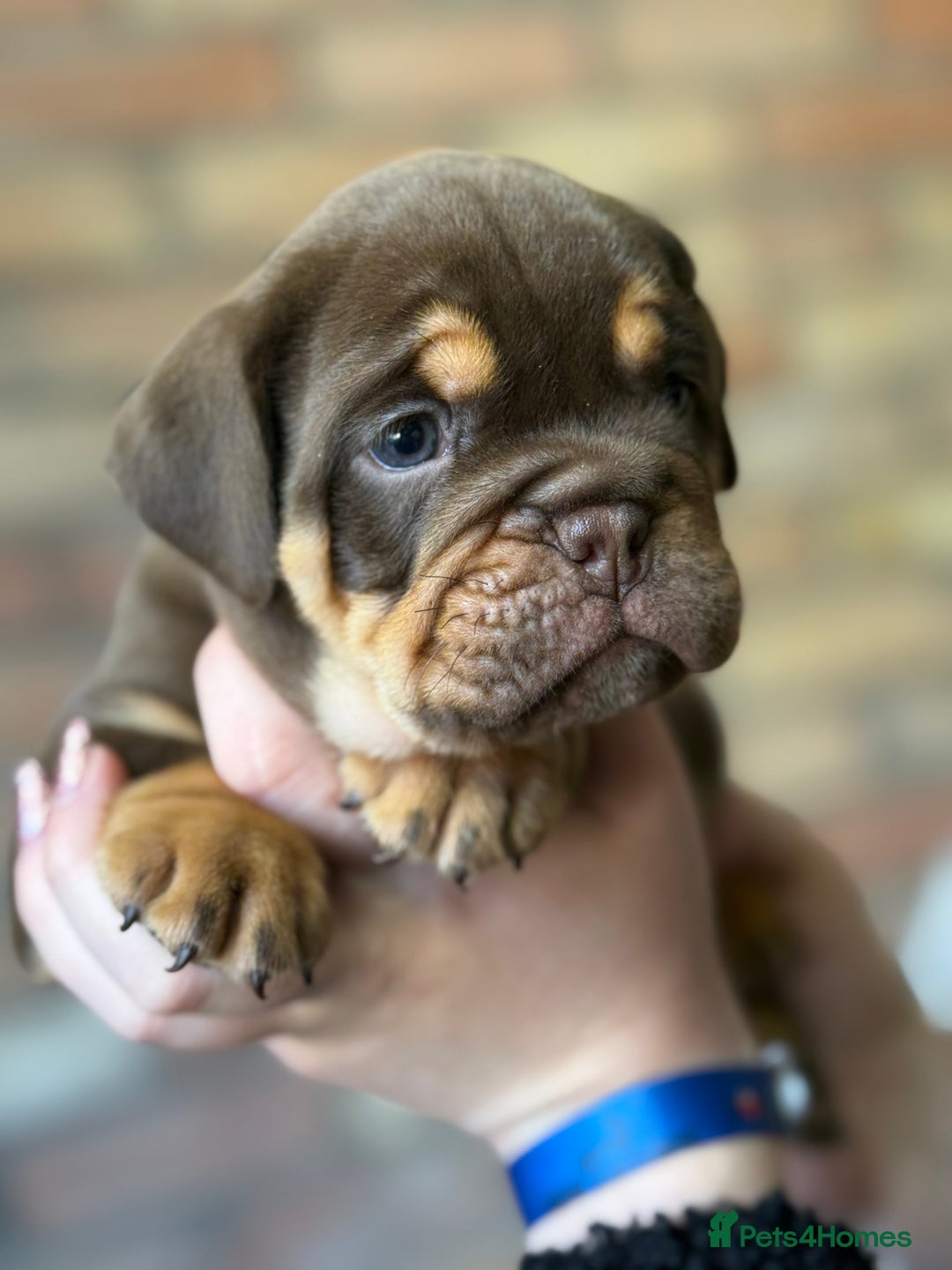Mixed Breed dogs for sale: Bulldog de Bordeaux  - Image 4