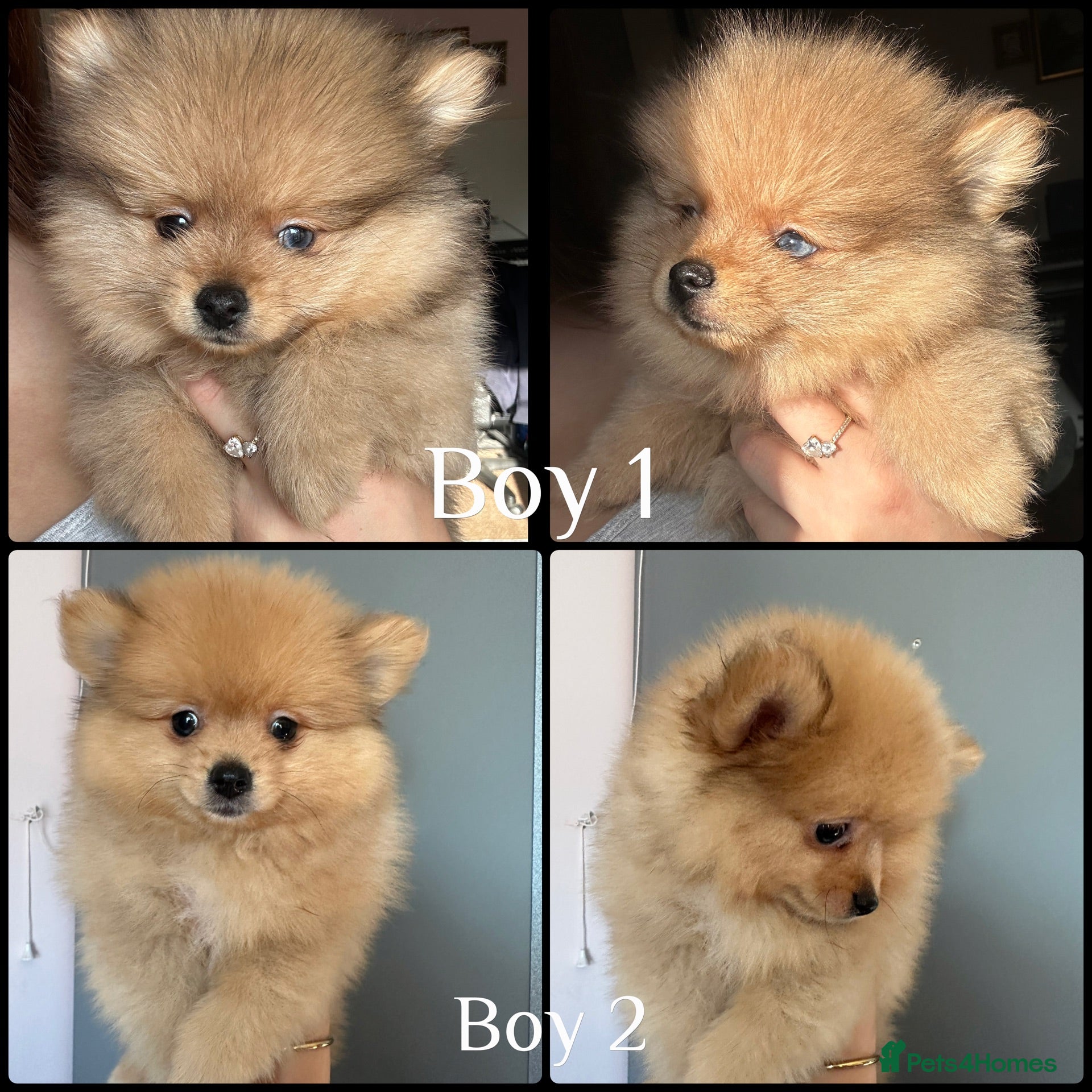 Pomeranian dogs Small pedigree boys left  - Advert 20