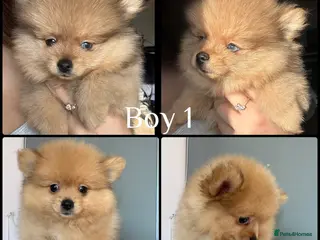 Pomeranian dogs Small pedigree boys left - Advert 4