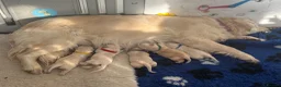 Golden Retriever dogs for sale: KC Golden Retriever Male Puppy 8 weeks old - Advert 10