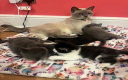 British Shorthair cats for sale: British shorthair X kittens - Image 5