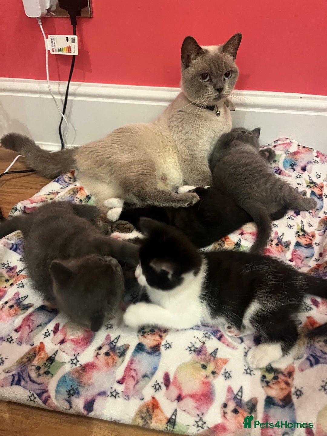 British Shorthair cats for sale: British shorthair X kittens - Image 5