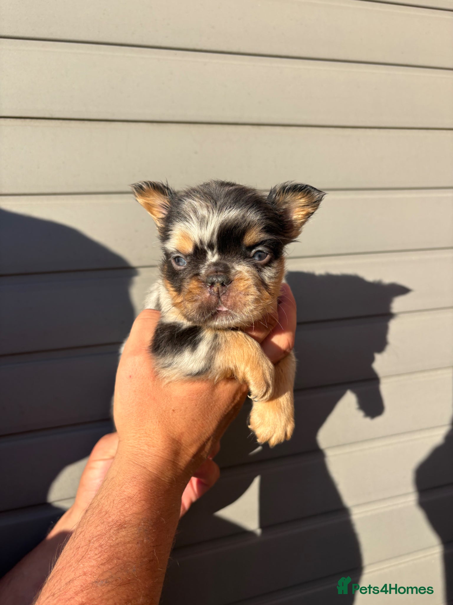 French Bulldog dogs Rare Fluffy French Bulldog Puppies  - Advert 1