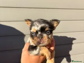 French Bulldog dogs Rare Fluffy French Bulldog Puppies - Advert 1