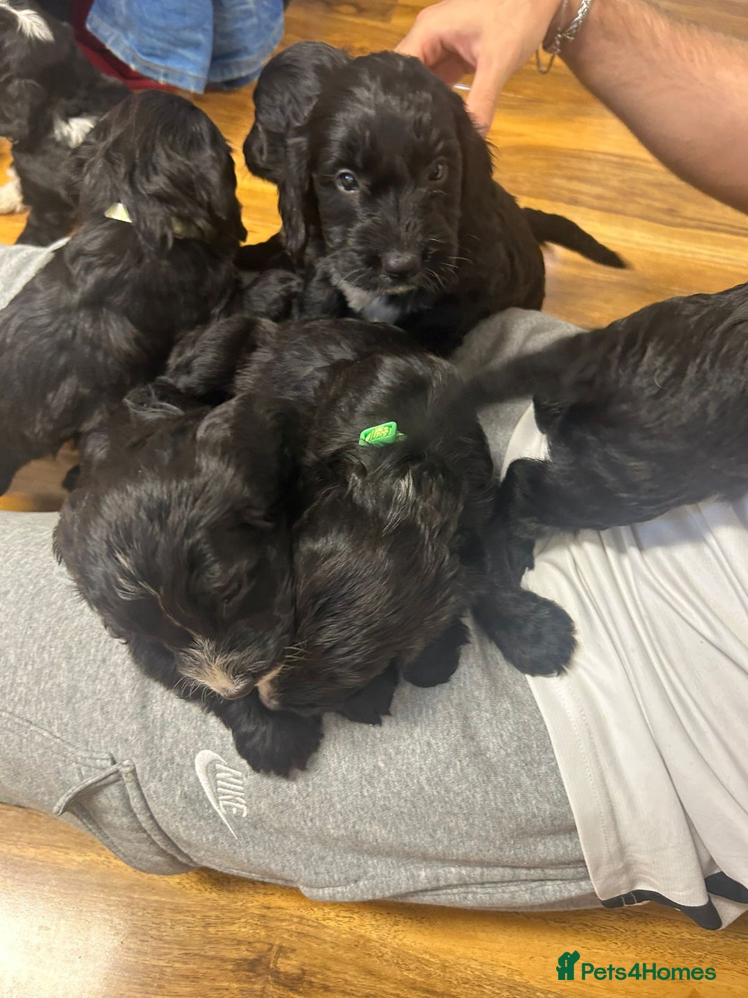 Cockapoo dogs for sale: Super cute spaniel x miniature poodle - Image 18