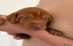 Hungarian Vizsla dogs for sale: KC regarding Hungarian Vizsla puppies - Image 16