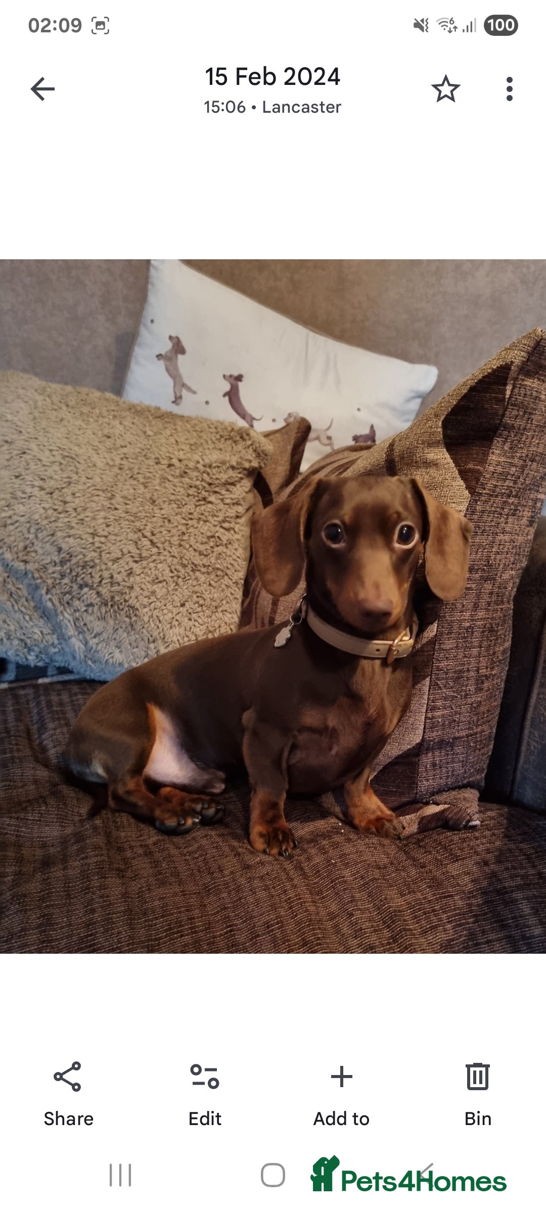 Dachshund dogs for stud: Mini smooth haired stud - Advert 3