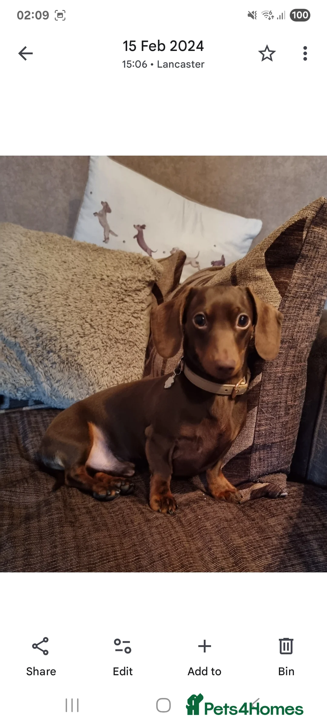 Dachshund dogs for stud: Mini smooth haired stud - Advert 3