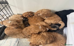 Labradoodle dogs for sale: Heal tested F1b miniature labradoodles - Image 20