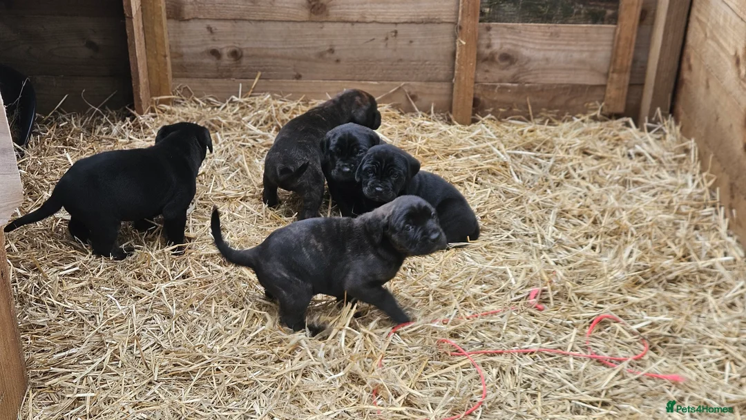 Mixed Breed dogs for sale: CaneWeiler Pupps - Advert 24