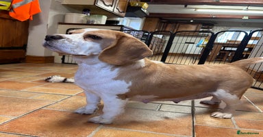 Mixed Breed dogs BEAUTIFUL GOLDEN BEAGADOR PUPPIES! - Advert 1