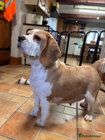 Mixed Breed dogs BEAUTIFUL GOLDEN BEAGADOR PUPPIES! - Advert 1