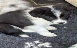 Border Collie dogs for sale: Stunning Border Collie Puppies- merle, b&w - Image 3