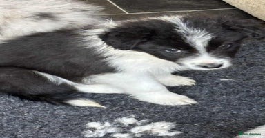 Border Collie dogs - Advert 4