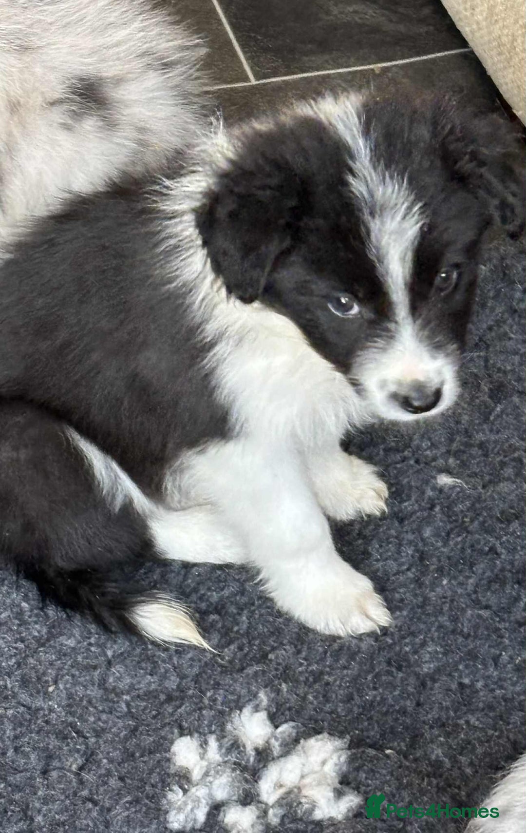 Border Collie dogs for sale: Stunning Border Collie Puppies- merle, b&w - Image 3
