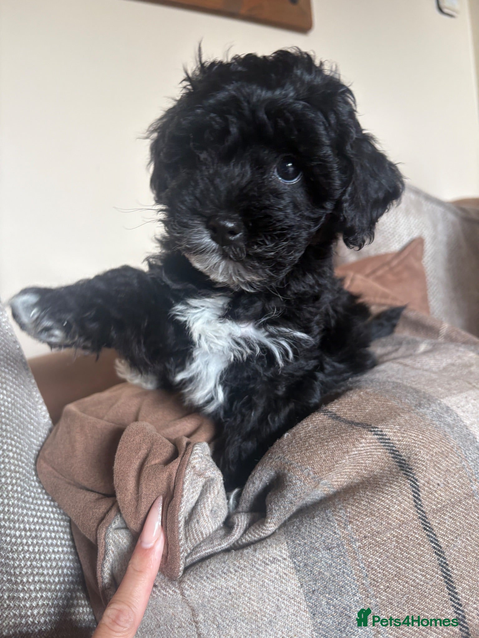 Lhasapoo dogs Only 1 little girl left looking for forever home - Advert 1