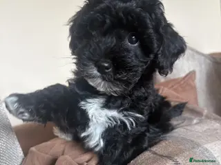 Lhasapoo dogs Only 1 little girl left looking for forever home - Advert 1