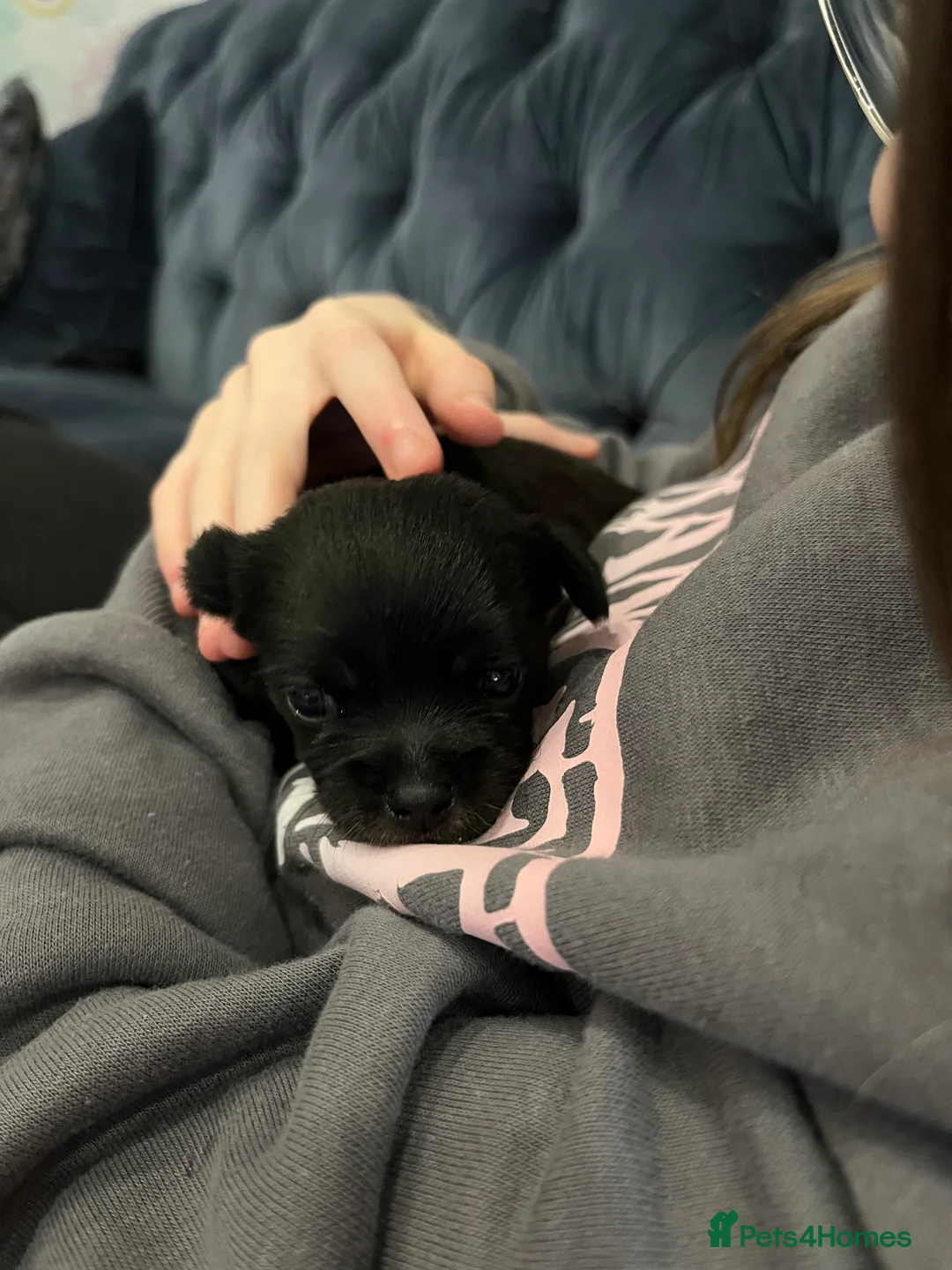 Mixed Breed dogs for sale: Malchi pups available  - Advert 17