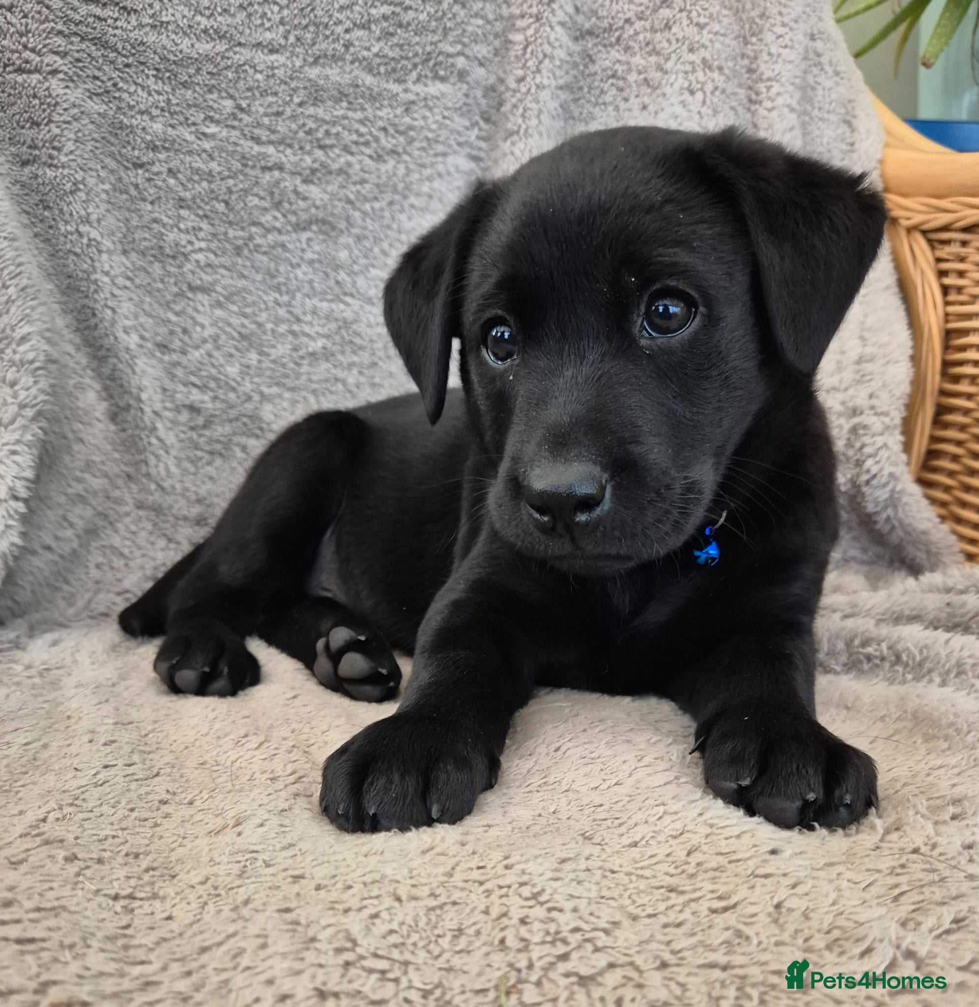 Labrador Retriever dogs Stunning KC Reg Black pups - Health Tested Parents - Advert 1
