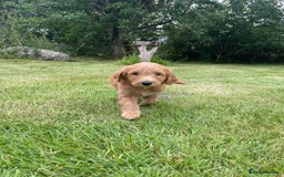 Australian Labradoodle dogs for sale: Australian Labradoodle puppies  - Image 7