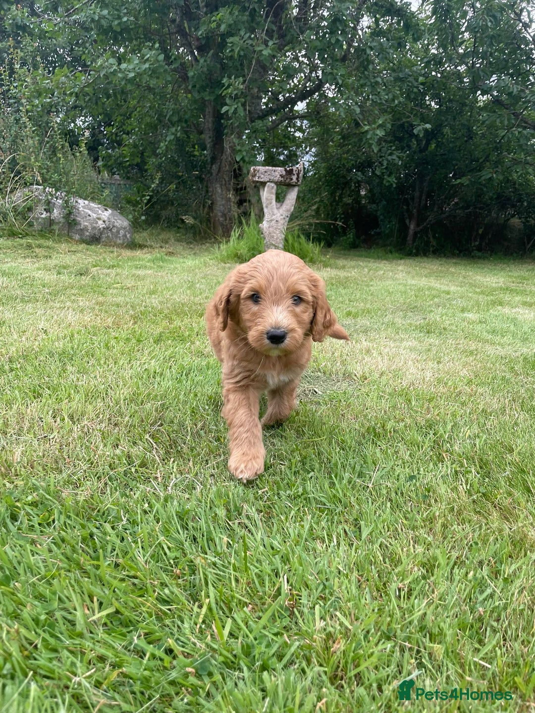 Australian Labradoodle dogs for sale: Australian Labradoodle puppies  - Image 7