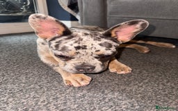 French Bulldog dogs for sale: Merle Female Frenchie For Sale  - Image 4