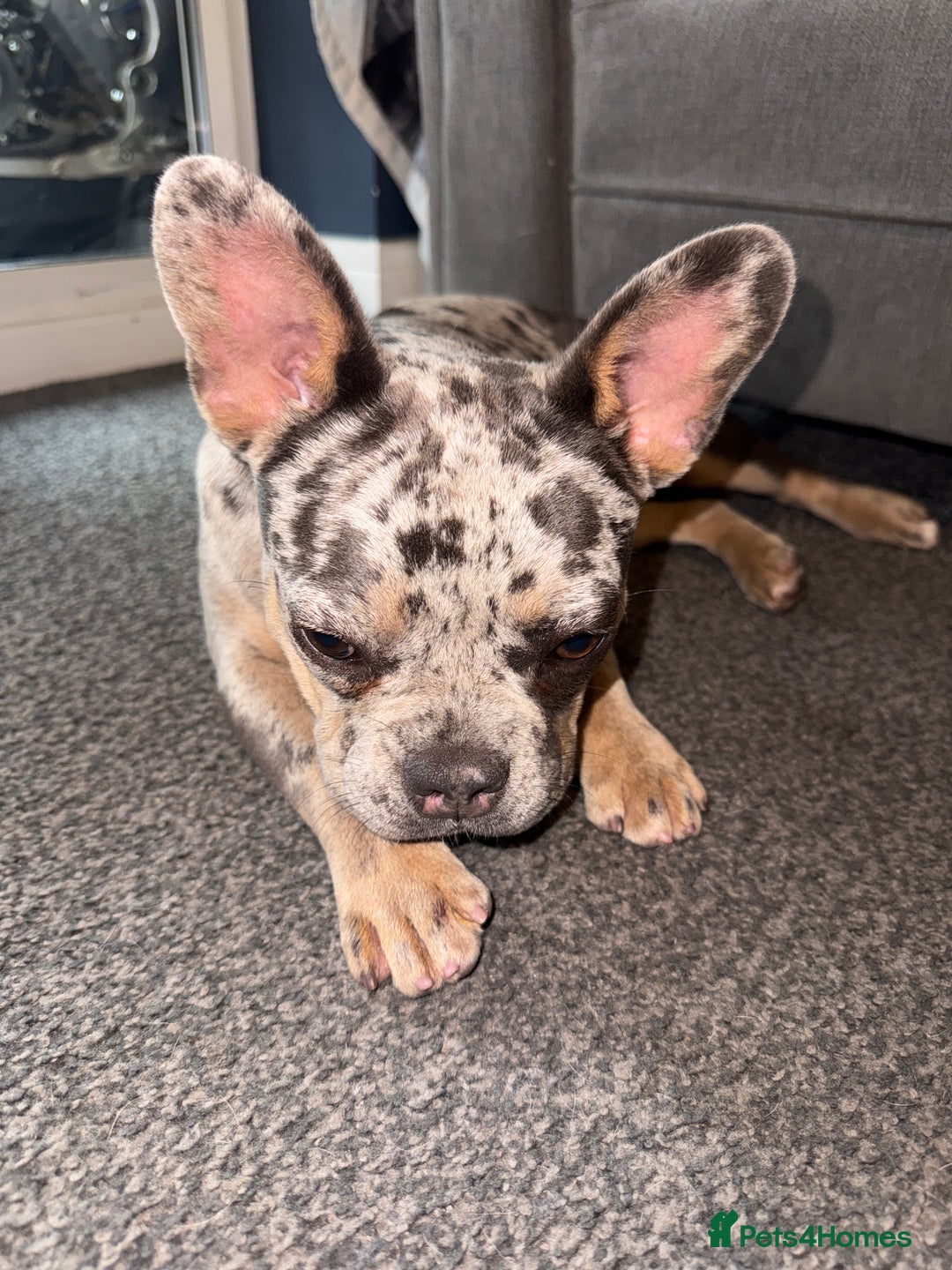 French Bulldog dogs for sale: Merle Female Frenchie For Sale  - Image 4