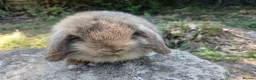 Mini Lop rabbits for sale: Stunning pure bred mjni lop baby rabbits in Llanelli - Advert 1