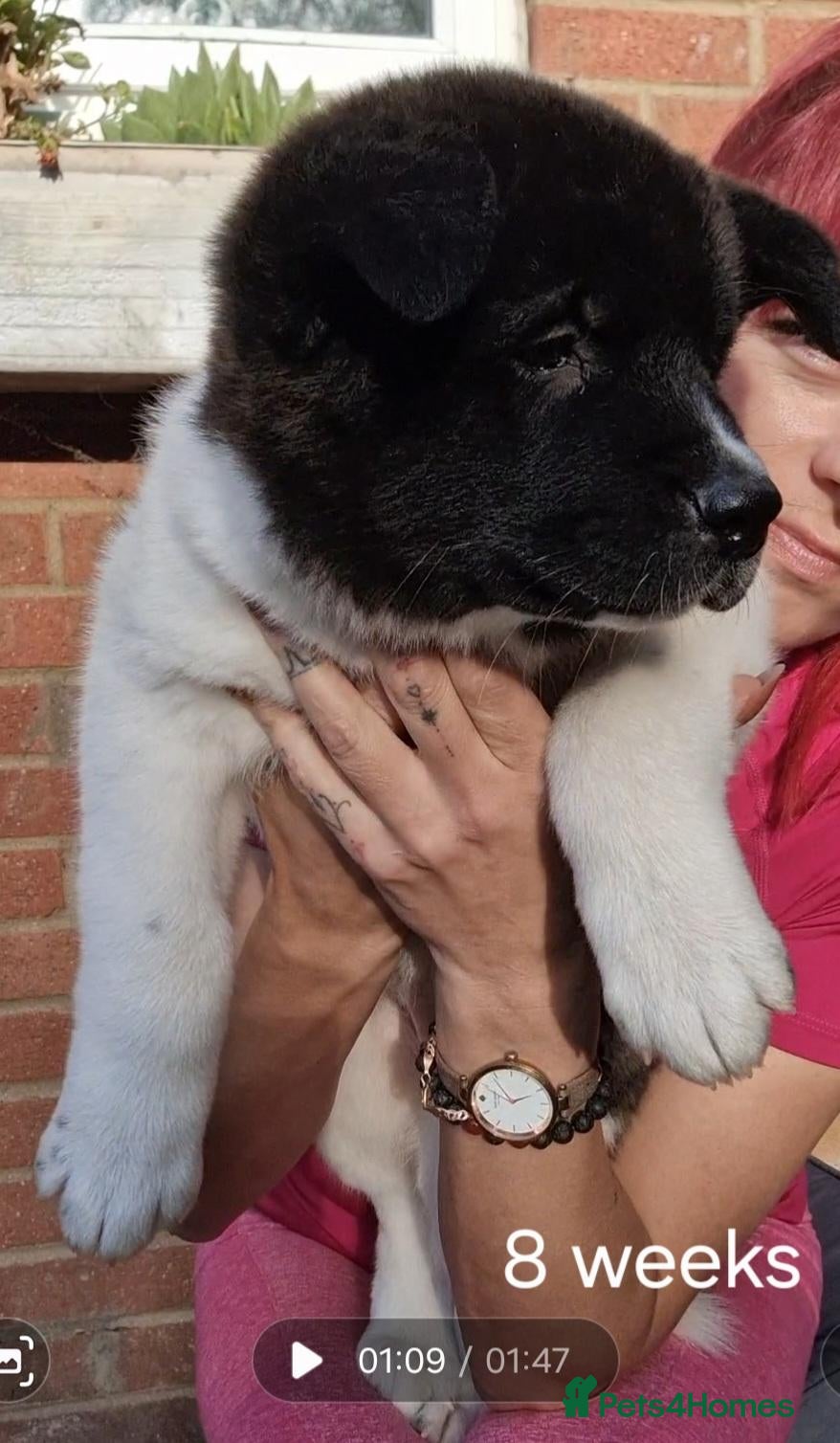 Akita dogs Pedigree mum,dad pure breed, 1 girl pup available  - Advert 20
